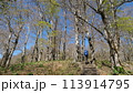 丹沢山 ブナ林 丹沢山 ブナ林 113914795