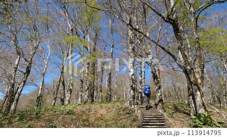 丹沢山 ブナ林 丹沢山 ブナ林 113914795