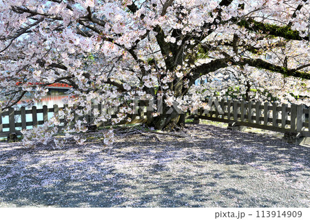 小田原城馬出門外にある桜の大木 小田原城馬出門外にある桜の大木 113914909