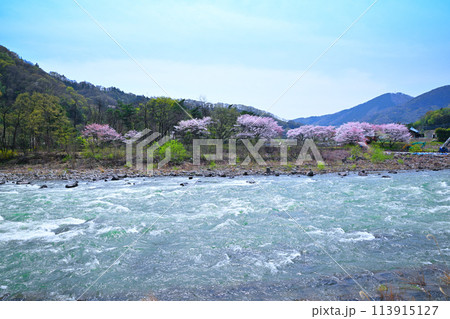 激流の利根川 サクラと新緑の風景 棚下不動付近の眺め 激流の利根川 サクラと新緑の風景 棚下不動付近の眺め 113915127