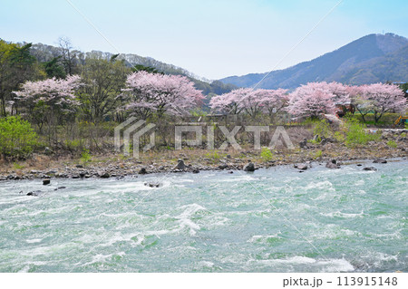 激流の利根川 サクラと新緑の風景 棚下不動付近の眺め 激流の利根川 サクラと新緑の風景 棚下不動付近の眺め 113915148