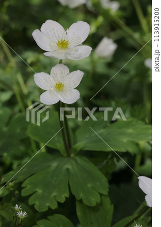 自然　植物　ニリンソウ、通常一つの茎に花を二つ付けるので二輪草。茎や葉は春の山菜になるそうです 113915200