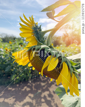 Sunflower head on agriculture field 113915778