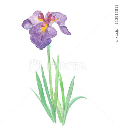 水彩絵の具で描いた菖蒲のイラスト 113915815