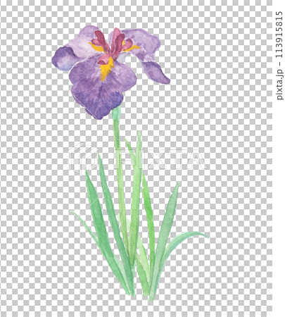 水彩絵の具で描いた菖蒲のイラスト 113915815