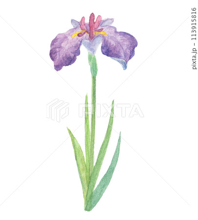 水彩絵の具で描いた菖蒲のイラスト 113915816