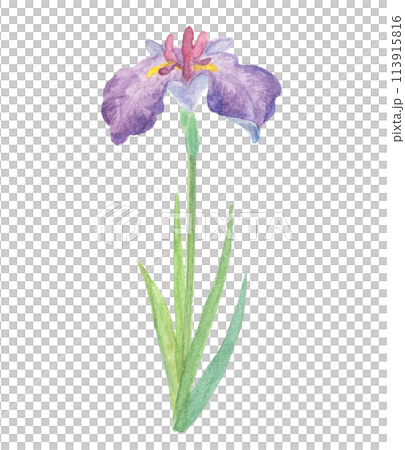 水彩絵の具で描いた菖蒲のイラスト 113915816