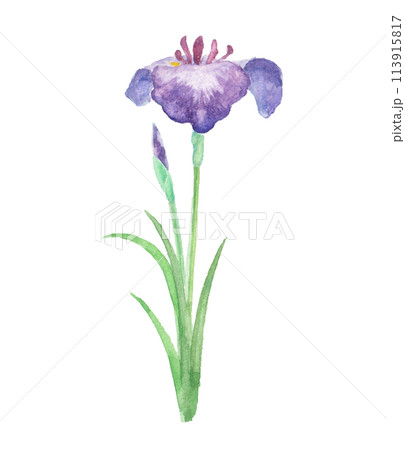 水彩絵の具で描いた菖蒲のイラストのイラスト素材 [113915817] - PIXTA