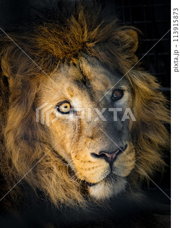 迫力あるライオン 迫力あるライオン 迫力のあるライオンの写真素材 [113915873] - PIXTA
