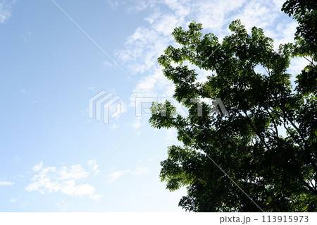 tree on blue sky tree on blue sky 113915973