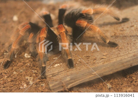 Tarantula at bend wildlife preserve 113916041
