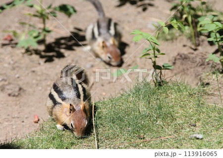 Chipmunks at bend wildlife preserve Chipmunks at bend wildlife preserve 113916065