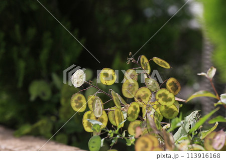 大判草 大判草 113916168