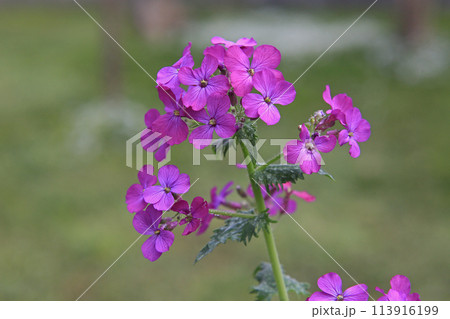 大判草 113916199