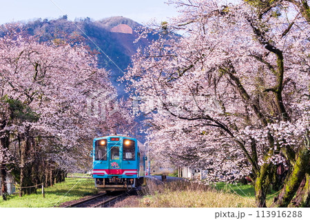 桜のトンネルを走る青い列車（ハイモ330-703） 113916288