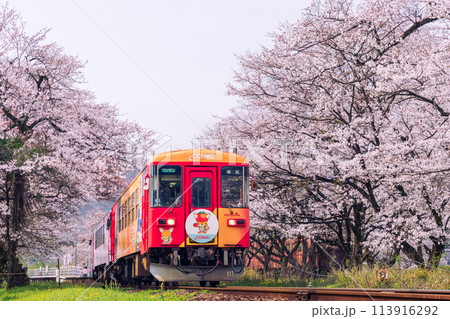 桜のトンネルを走る赤い列車（ハイモ295-315） 113916292