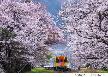 桜のトンネルを走るラッピング列車（ハイモ330-702） 113916298