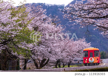 桜のトンネルを走る樽見鉄道（ハイモ295-315） 113916303