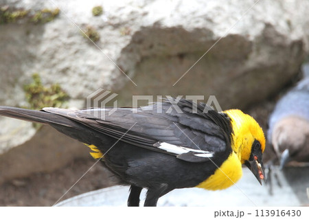 Yellow headed blackbirds Yellow headed blackbirds 113916430