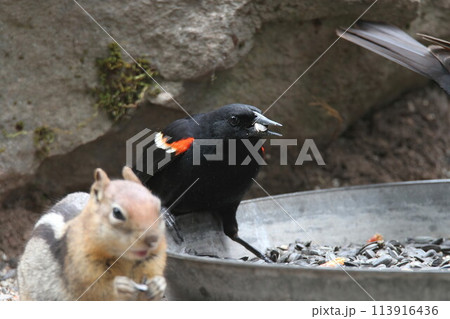 Red winged black bird 113916436