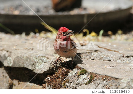 Finch at wildlife reserve Finch at wildlife reserve 113916450