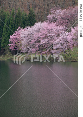 中綱湖　桜咲く春 113916498
