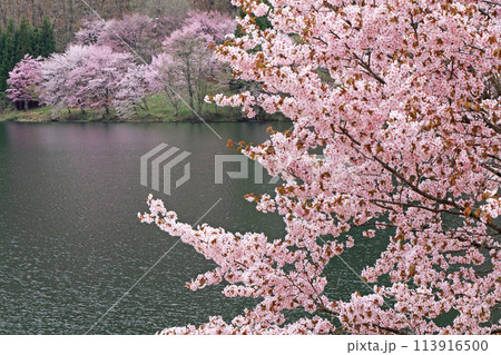 中綱湖 桜咲く春 中綱湖 桜咲く春 113916500