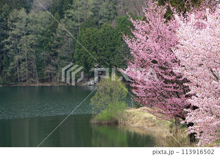 中綱湖　桜咲く春 113916502