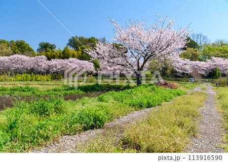 桜並木の道 113916590