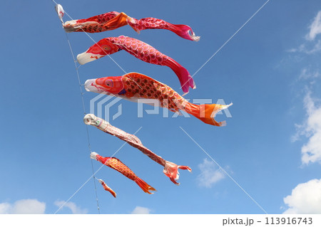 青空を泳ぐ鯉のぼり 113916743