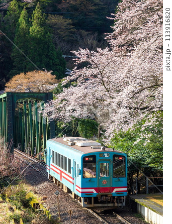 桜と鉄橋を渡る列車（樽見鉄道日当駅）ハイモ330-703 113916820