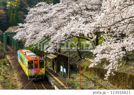 桜とローカル列車（樽見鉄道日当駅）ハイモ330-702 113916821