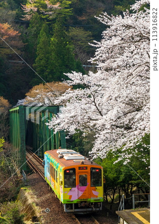 桜と鉄橋を渡る列車(樽見鉄道日当駅)ハイモ330-702 桜と鉄橋を渡る列車(樽見鉄道日当駅)ハイモ330-702 113916822