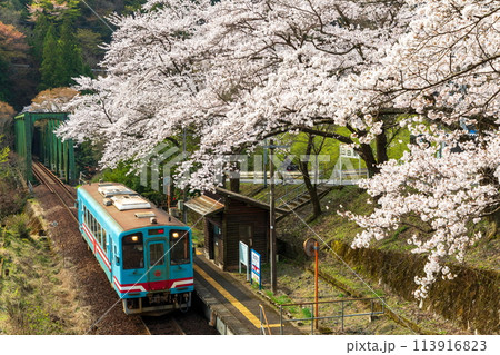 桜咲く無人駅と列車(樽見鉄道日当駅)ハイモ330-703 桜咲く無人駅と列車(樽見鉄道日当駅)ハイモ330-703 113916823