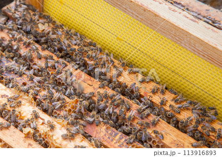 Open hive showing the bees swarming on a honeycomb.. Open hive showing the bees swarming on a honeycomb.. 113916893