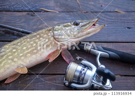 Freshwater pike and fishing equipment lies on wooden background with yellow leaves.. 113916934