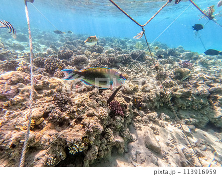 Close up view of Hipposcarus longiceps or Longnose Parrotfish (Hipposcarus Harid) at coral reef.. Close up view of Hipposcarus longiceps or Longnose Parrotfish (Hipposcarus Harid) at coral reef.. 113916959