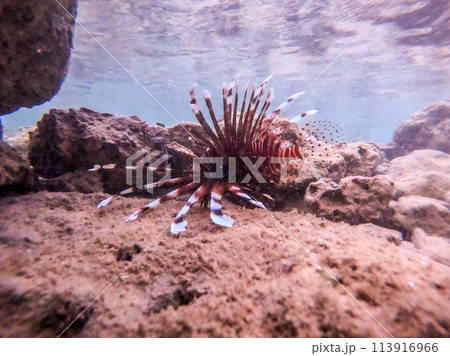Close up view of Devil firefish or common lionfish (Pterois miles) at coral reef.. Close up view of Devil firefish or common lionfish (Pterois miles) at coral reef.. 113916966