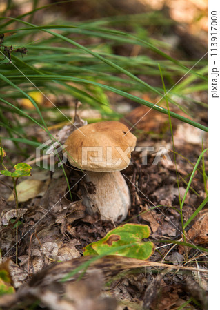 Boletus mushroom in the wild. Porcini mushroom grows on the forest floor at autumn season.. 113917000
