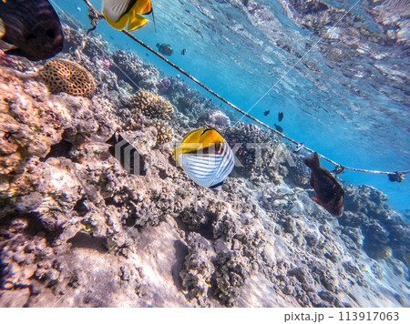 Threadfin butterflyfish (Chaetodon auriga) at the Red Sea coral reef.. Threadfin butterflyfish (Chaetodon auriga) at the Red Sea coral reef.. 113917063
