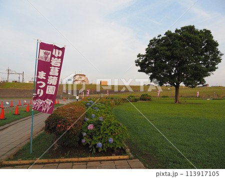 小岩菖蒲園 早朝 2023年6月 小岩菖蒲園 早朝 2023年6月 113917105