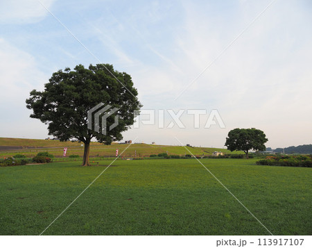 小岩菖蒲園 早朝 2023年6月 小岩菖蒲園 早朝 2023年6月 113917107