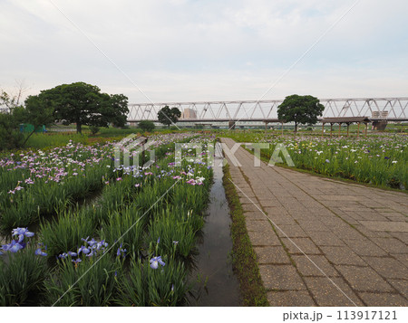 小岩菖蒲園 早朝 2023年6月 小岩菖蒲園 早朝 2023年6月 113917121