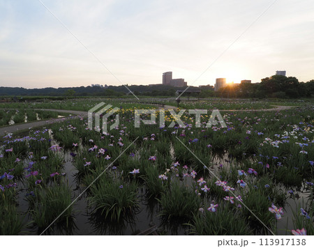 小岩菖蒲園　早朝　2023年6月 113917138