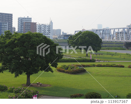 小岩菖蒲園　早朝　2023年6月 113917167