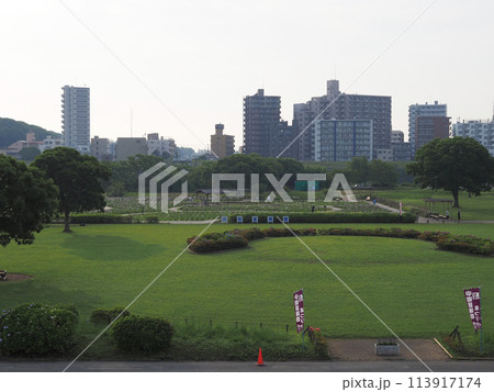 小岩菖蒲園　早朝　2023年6月 113917174