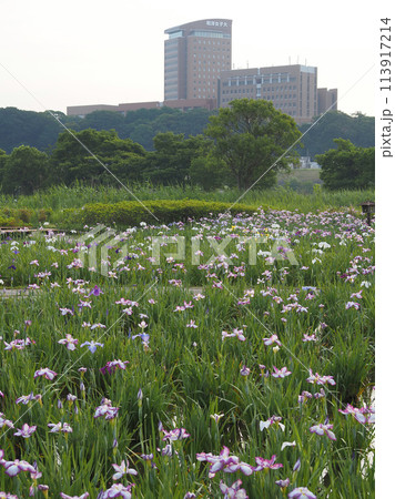 小岩菖蒲園 早朝 2023年6月 小岩菖蒲園 早朝 2023年6月 113917214