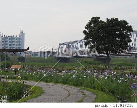 小岩菖蒲園　早朝　2023年6月 113917219