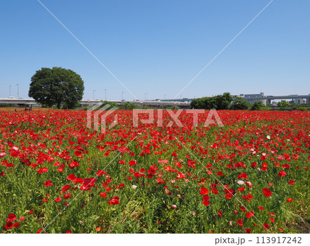 荒川河川敷　平井運動公園　ポピーの花 113917242