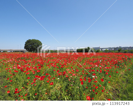荒川河川敷 平井運動公園 ポピーの花 荒川河川敷 平井運動公園 ポピーの花 113917243